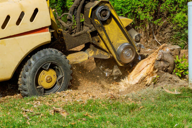 Tree Service Company in Seabrook Island, SC